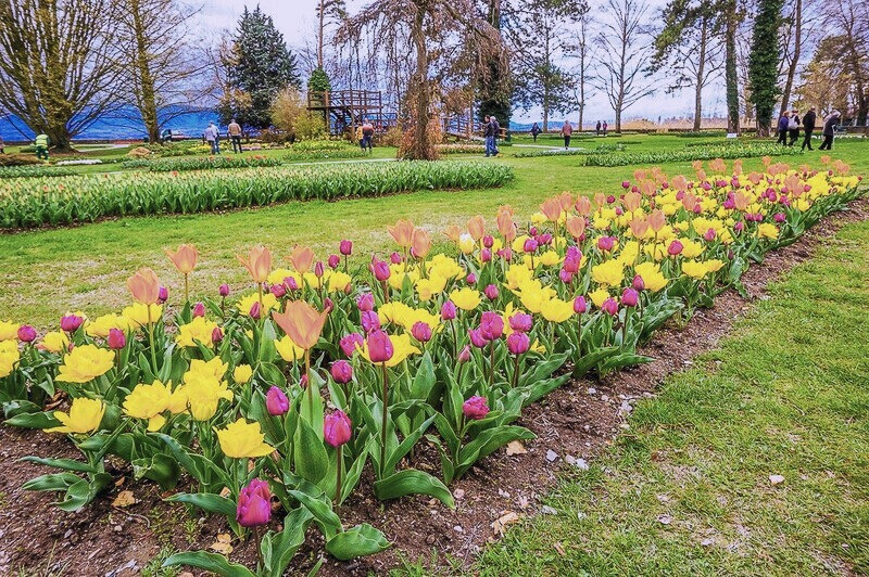 Morges - Du lịch mùa xuân Thụy Sĩ