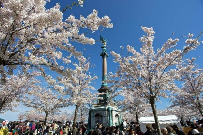 Lễ hội hoa anh đào độc đáo tại Copenhagen, Đan Mạch