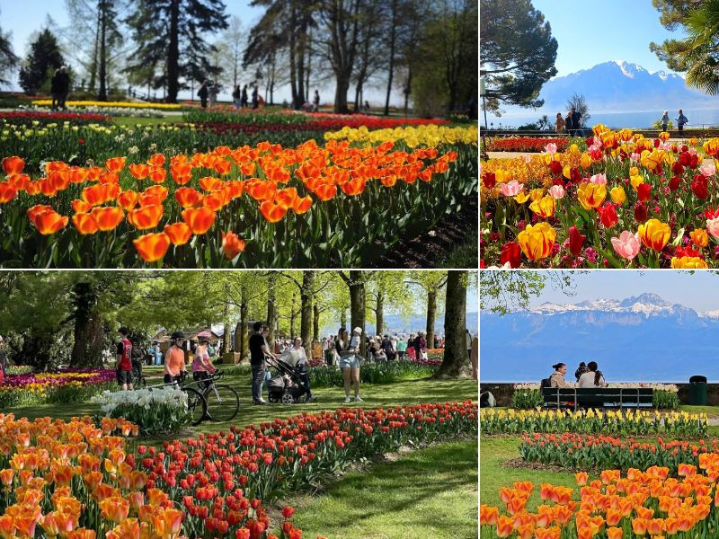 Lạc bước giữa vẻ đẹp mê ly tại lễ hội hoa tulip ở Thụy Sĩ