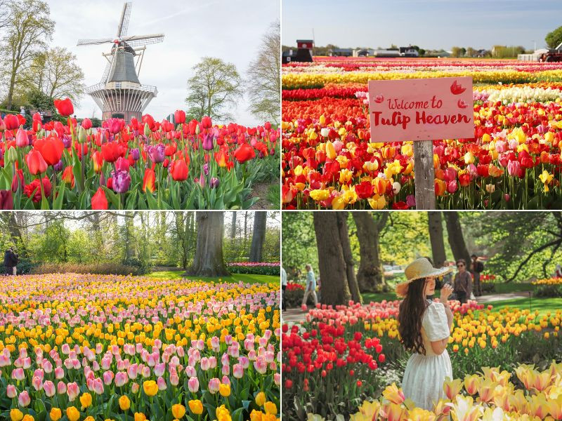 Lễ hội hoa tulip châu Âu thu hút đông khách du lịch nhất