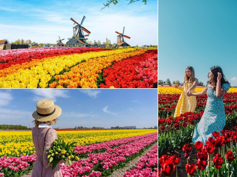 Mùa hoa tulip nhuộm sắc khắp Hà Lan