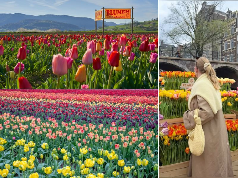Nhìn ngắm những đóa hoa tulip tại nước Đức