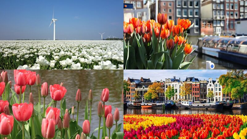 Vườn hoa tulip Keukenhof rực rỡ sắc xuân, khởi đầu mùa hoa ở Hà Lan