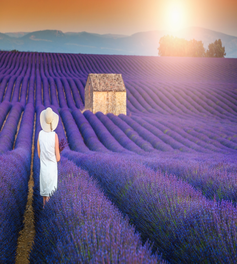Lavender Route – Pháp: “Thiên đường tím” giữa lòng Provence