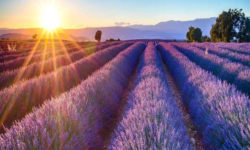 Ngắm bình minh cùng hoa lavender