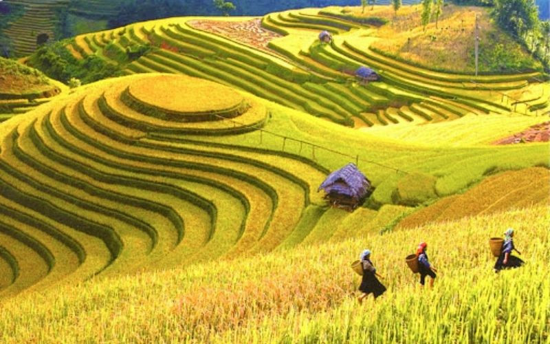 Khung cảnh vàng rực khắp các triền đồi Tây Bắc 