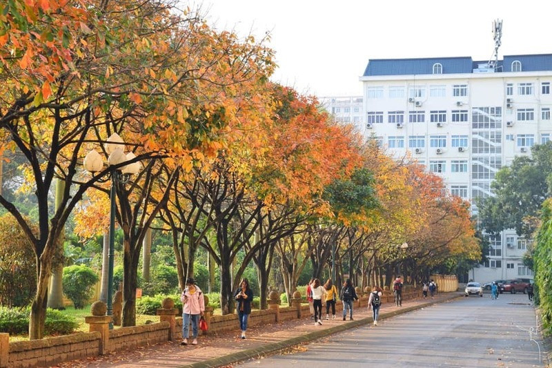 Lãng mạn con đường trong khuôn viên trường Đại học Sư phạm Hà Nội mùa lá vàng rơi 