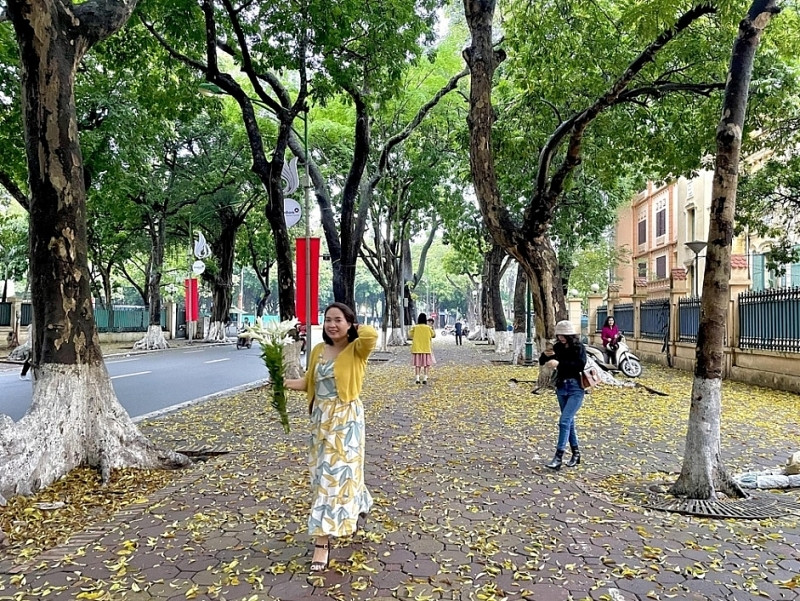 Đến đường Phan Đình Phùng để chiêm ngưỡng mùa lá vàng rơi rơi đầy lãng mạn 
