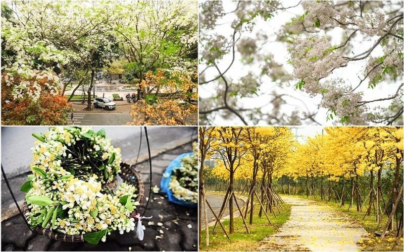 Thủ đô thêm lãng mạn khi hoa xuân đồng loạt khoe sắc