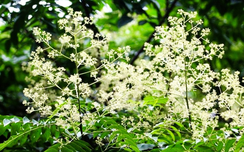 Hà Nội 12 mùa hoa Hà Nội 12 mùa hoa