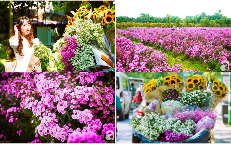 Hoa thạch thảo trắng, tím nhẹ nhàng Hoa thạch thảo trắng, tím nhẹ nhàng