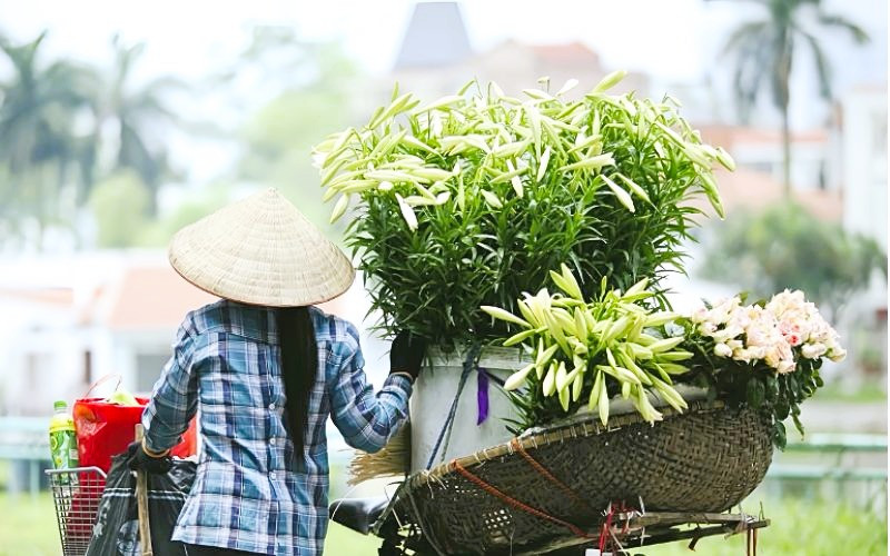 Hoa trắng tinh khôi phủ Hà Nội Hoa trắng tinh khôi phủ Hà Nội