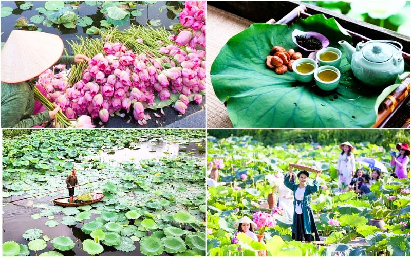 Sen Hồ Tây - Hà Nội Sen Hồ Tây - Hà Nội