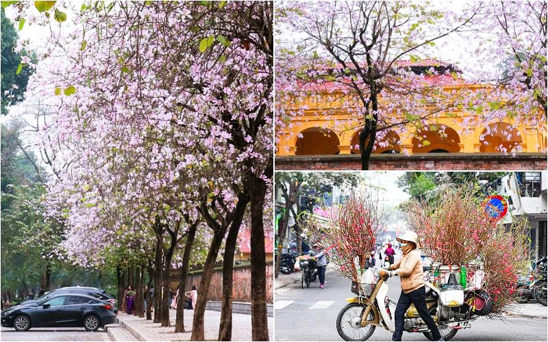 Xuân về Hà Nội, hoa đào nở rực rỡ Xuân về Hà Nội, hoa đào nở rực rỡ