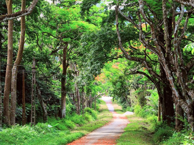 Khung cảnh xanh ngát của vườn quốc gia Cúc Phương vào tháng 4 Khung cảnh xanh ngát của vườn quốc gia Cúc Phương vào tháng 4