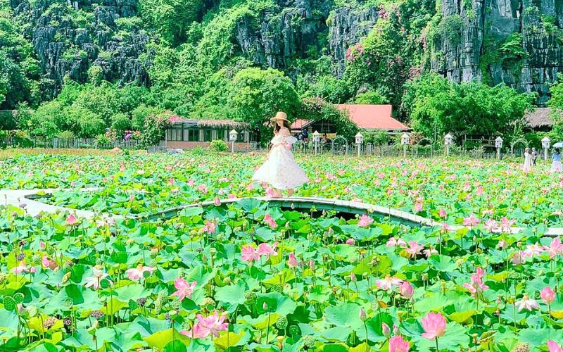 Sen nở rực rỡ hai bên bờ nước, soi bóng núi đá xanh thẫm