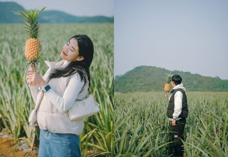 Đồi Dứa Tam Điệp trải dài xanh mướt dưới nắng