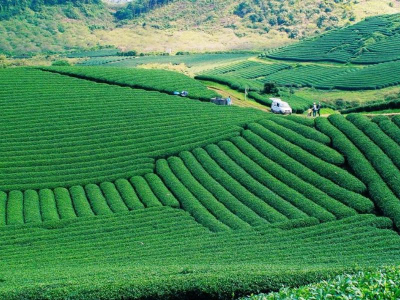 Đồi Chè Mộc Châu xanh ngát