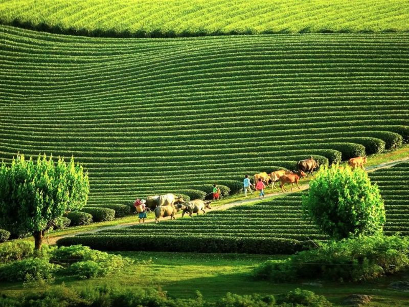 Khung cảnh Mộc Châu vào tháng 8
