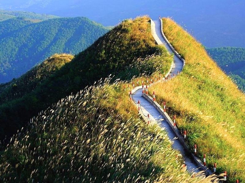 Sống lưng khủng long mang nét đẹp riêng 