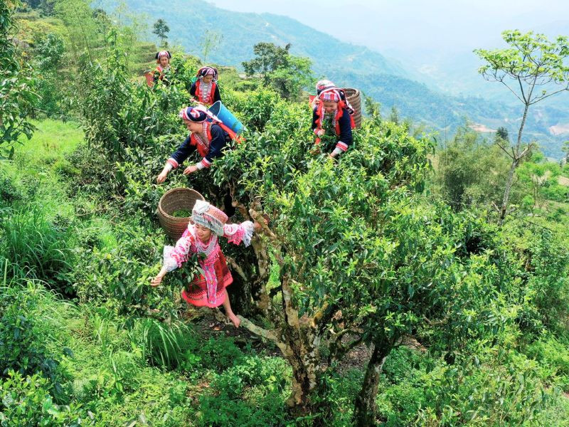Thủ phủ chè ngon nhất Tà Xùa