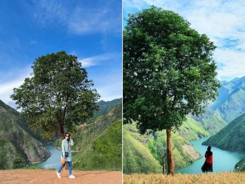 Cây cô đơn - Background cực thơ giữa lòng Tây Bắc