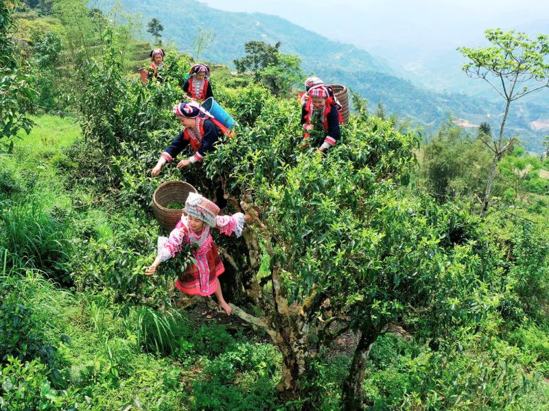 Những cây chè Shan tuyết cổ thụ (ảnh: sưu tầm)