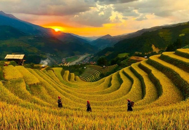 Đồi Móng Ngựa Mù Cang Chải rực rỡ trong mùa vàng