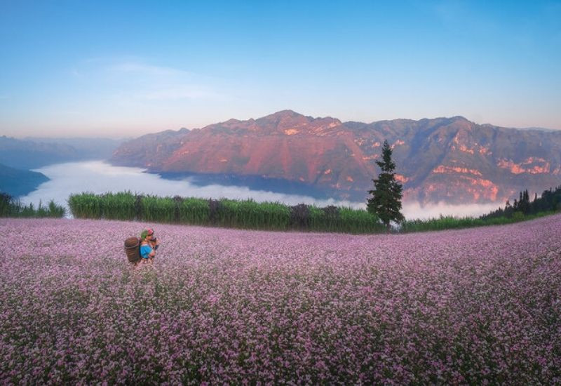 Hà Giang rực rỡ mùa hoa tam giác mạch trên cao nguyên đá 
