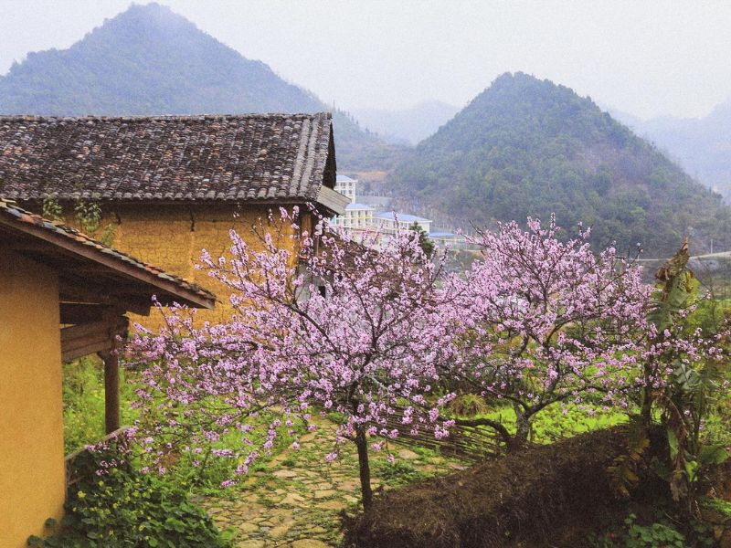 Hoa đào nở rộ ở Lô Lô Chải Hoa đào nở rộ ở Lô Lô Chải