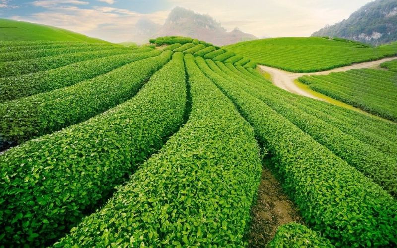 Tour Hà Giang Tết - Khám phá thiên nhiên và thưởng thức đặc sản