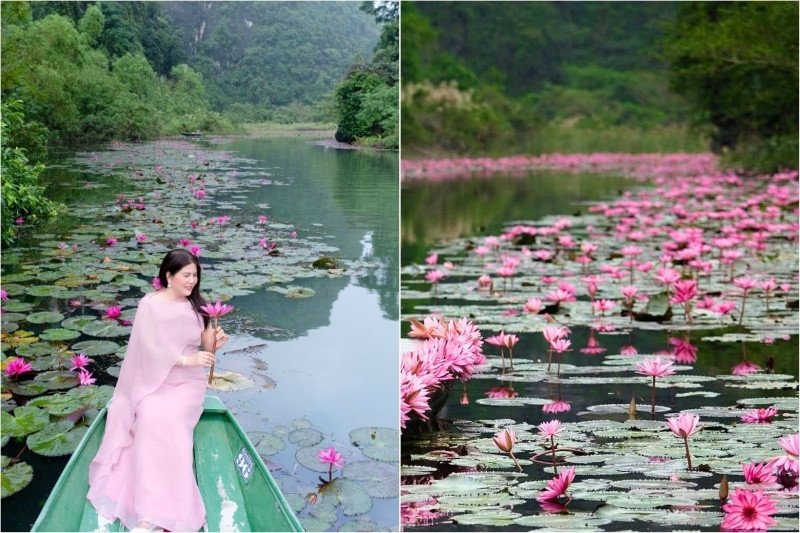Không gian thanh bình cùng những vạt hoa súng mùa thu