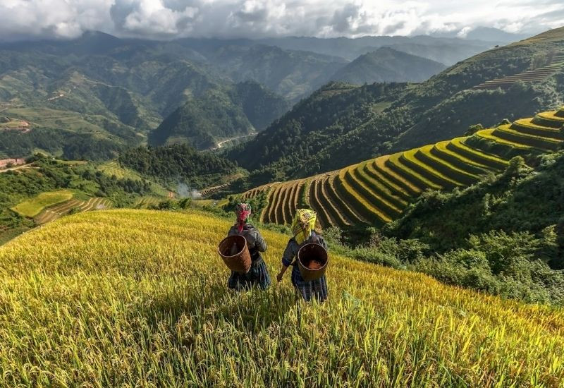 Sapa mùa thu khoác lên mình sắc vàng của những thửa ruộng bậc thang