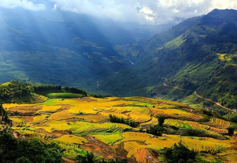 Thung lũng Mường Hoa mùa lúa chín với những thửa ruộng bậc thang vàng óng 