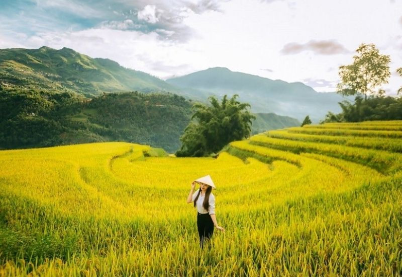 Ruộng bậc thang Y Linh Hồ khoe sắc vàng giữa núi rừng Tây Bắc