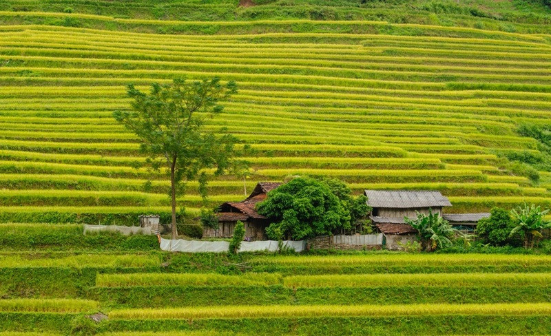 Mùa vàng tại Hà Giang