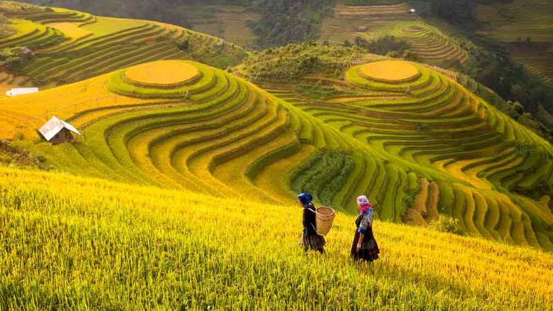 [Image: Ha-giang-mua-lua-chin.jpg]