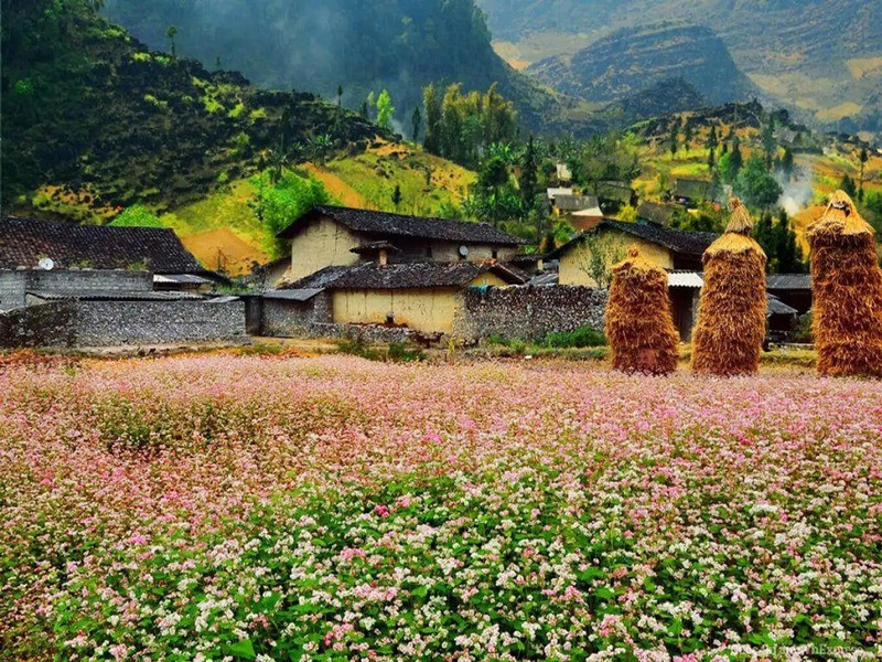 Đóa hoa hồng bản Sủng Là