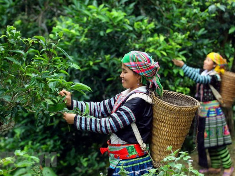 Xanh mướt đồi chè tại Hà Giang