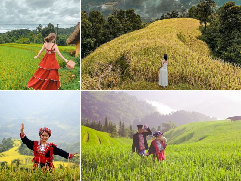 Mùa lúa chín Hoàng Su Phì - Đẹp như tranh vẽ 