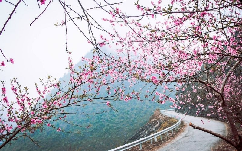 Hà Giang dịp Tết Nguyên Đán nổi bật với sắc hoa đào 