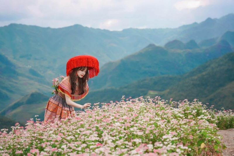 Mùa hoa tam giác mạch rực rỡ của Hà Giang
