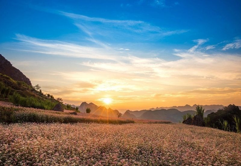 Hoa tam giác mạch nở rộ giữa những dãy núi đá cao nguyên Đồng Văn 