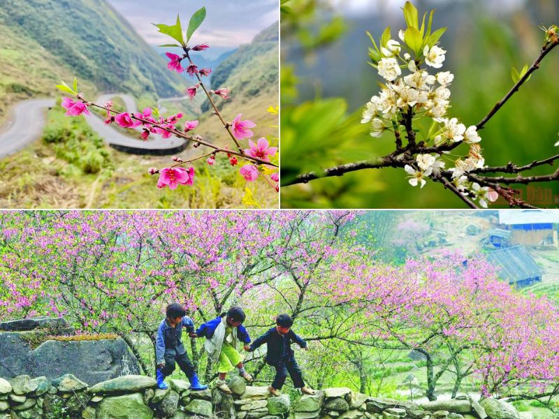 Khung cảnh Hà Giang mùa Tết với hoa đào và hoa mận nở rộ Khung cảnh Hà Giang mùa Tết với hoa đào và hoa mận nở rộ