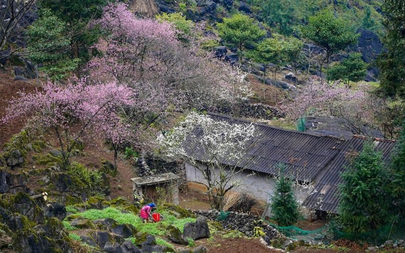 Sắc hồng quyến rũ khiến bao tâm hồn du khách
