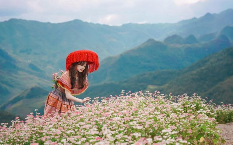 Khung cảnh Hà Giang mùa đông với hoa nở nhiều màu sắc rực rỡ 