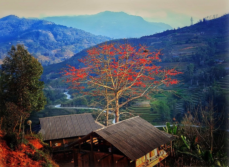 Hoa gạo Hà Giang