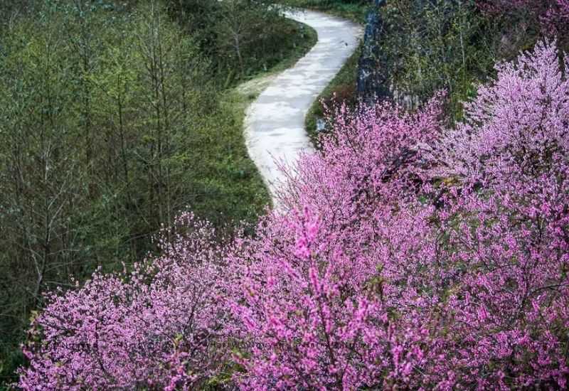 Cao Mã Pờ ngập sắc hoa đào nở muộn