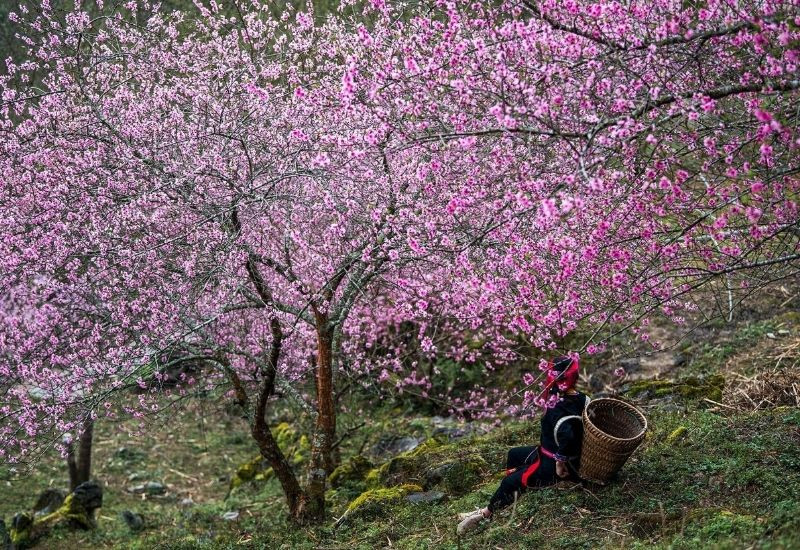 Hoa đào rực rỡ tại Cao Mã Pờ