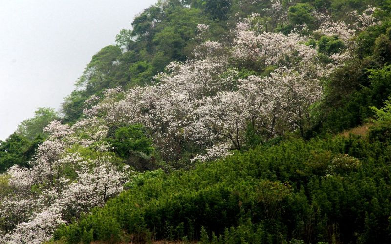 Mùa hoa Ban Hà Giang